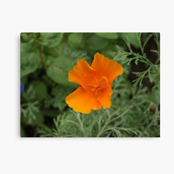 Yellow Flower Canvas Print