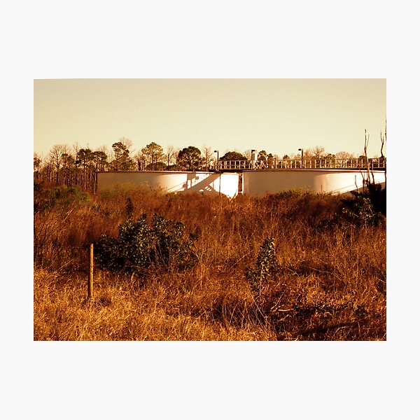 Water Plant Photographic Print
