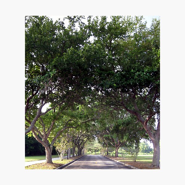 Tree Road Photographic Print