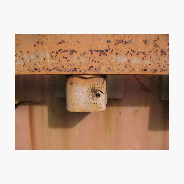 Wasp on Rusted Railcar Photographic Print