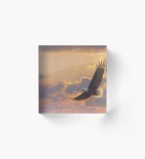 Bald eagle in flight Acrylic Block