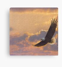 Bald eagle in flight Canvas Print