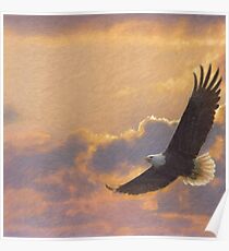 Bald eagle in flight Poster