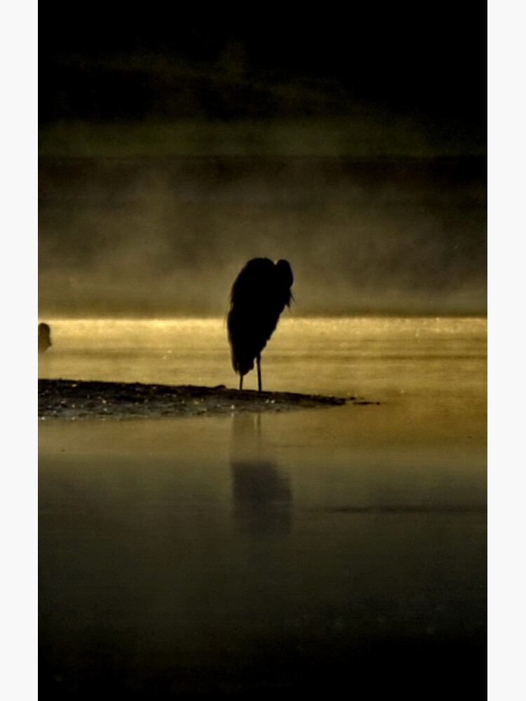 Herons in the Mist by ajlphotography