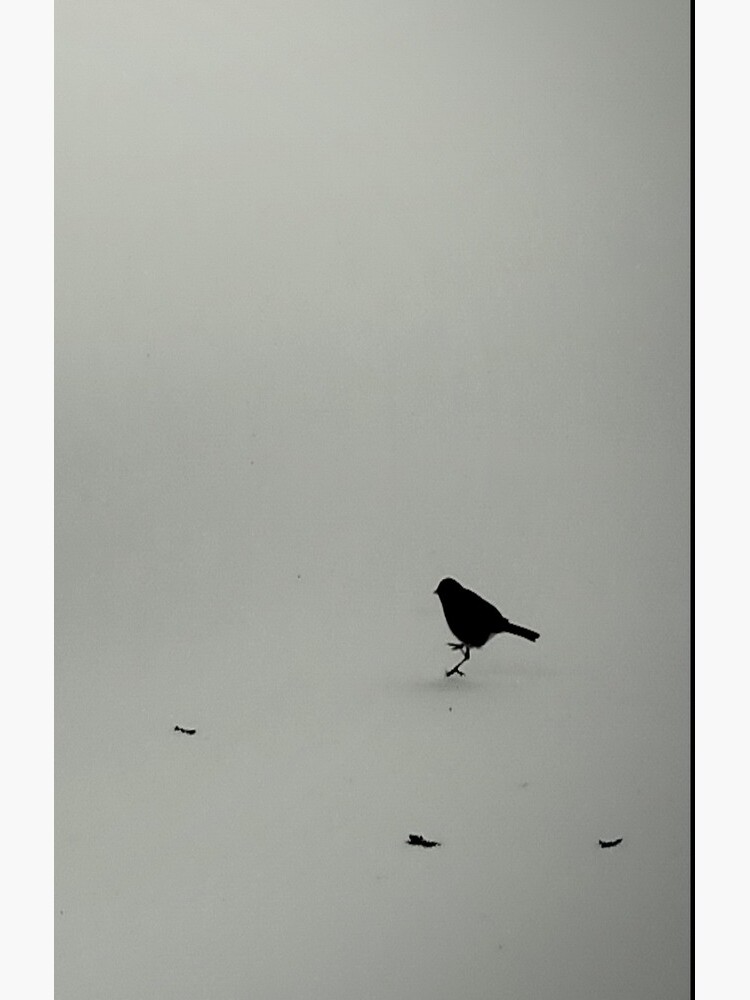 Little Snow Bird by ajlphotography