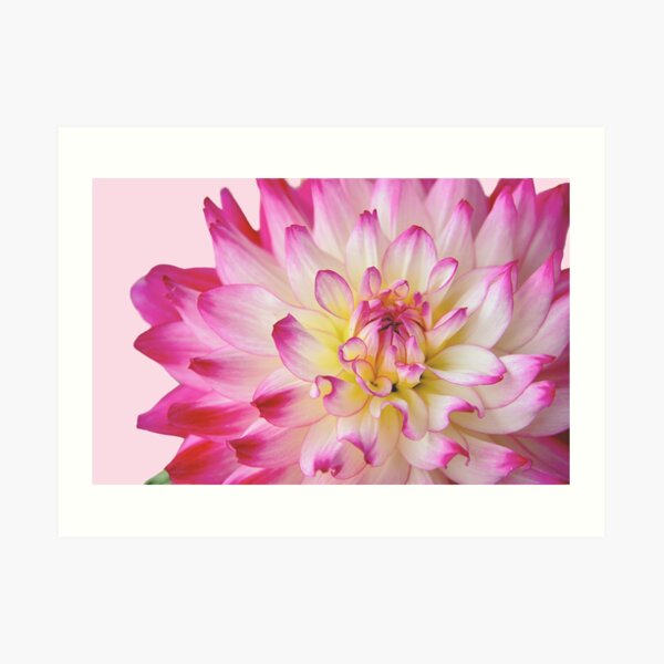 Pretty in Pink Art Print