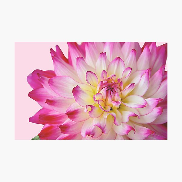 Pretty in Pink Photographic Print