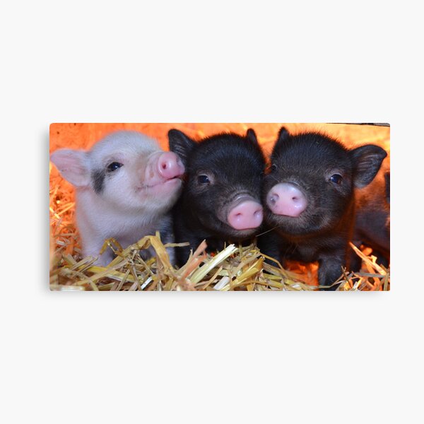 Item preview, 3 Little Micro Pigs designed and sold by petpiggies.