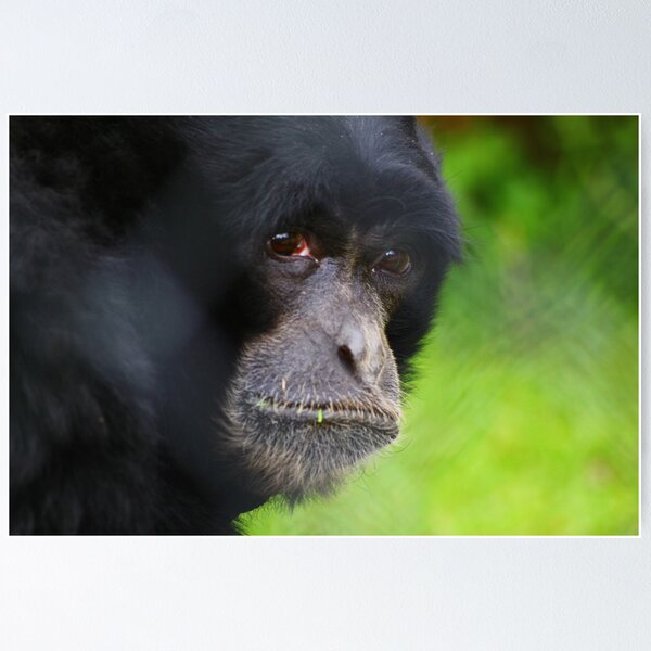 Item preview, Captive at Twycross zoo designed and sold by nattalieee.