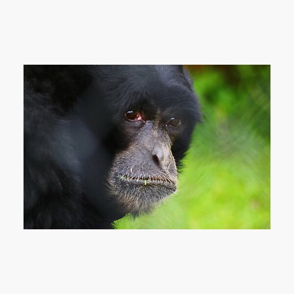 Item preview, Captive at Twycross zoo designed and sold by nattalieee.