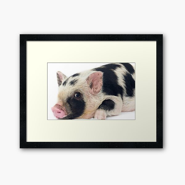 Spotty Micro pig chilling Framed Art Print