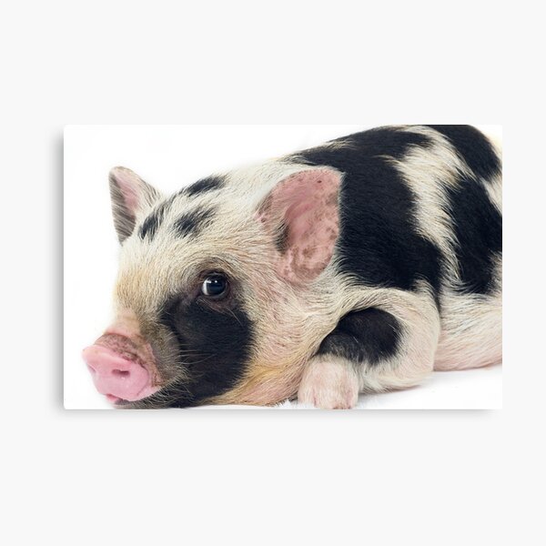 Item preview, Spotty Micro pig chilling designed and sold by petpiggies.