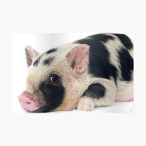 Spotty Micro pig chilling Poster