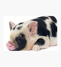 Spotty Micro pig chilling Photographic Print