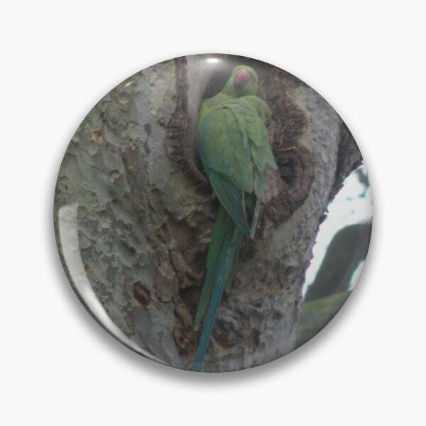 Item preview, Parakeet in a nest hole Photograph designed and sold by naturegallery.