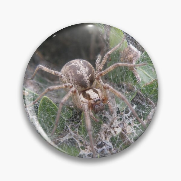 Item preview, Labyrinth Spider and Web Macro Photograph designed and sold by naturegallery.