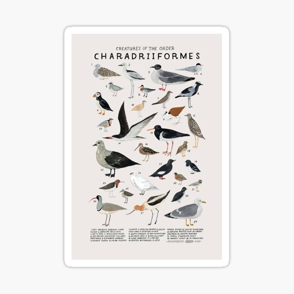 Item preview, Birds Poster designed and sold by Katew-f.