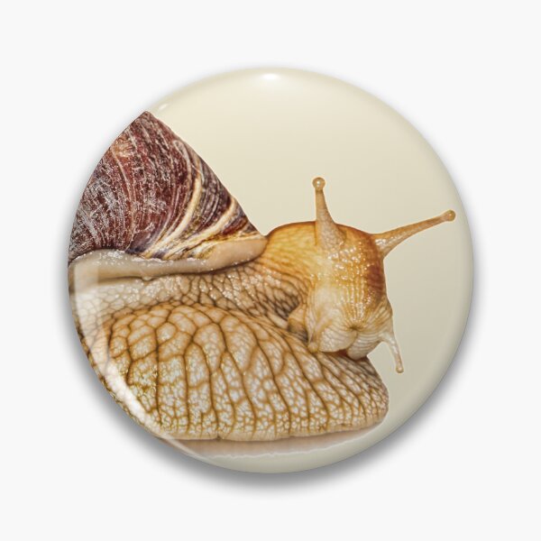 Item preview, Achatina snail isolated on white background with shadow. designed and sold by IaroslavB.