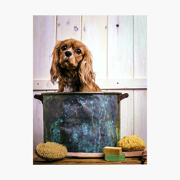 Cavalier King Charles Spaniel Bathtime Photographic Print