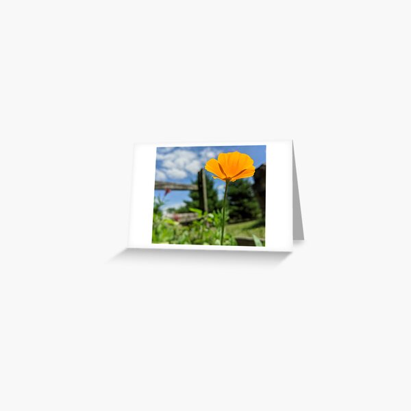 Poppin' Poppies Greeting Card