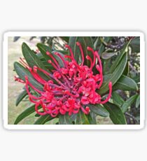 Tasmanian Waratah Sticker