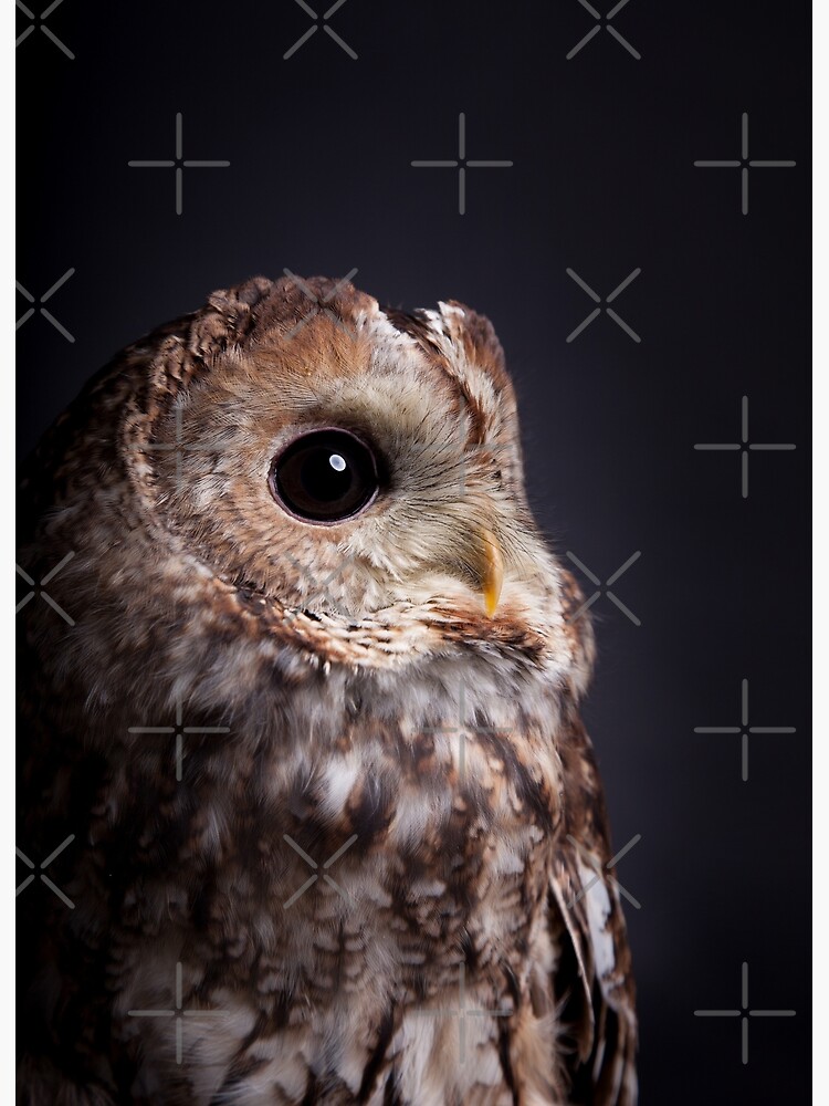 Chaco owl Strix Chacoensis Poster