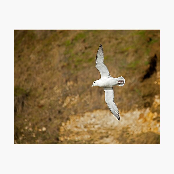 Item preview, Northern Fulmar designed and sold by Sue Robinson.
