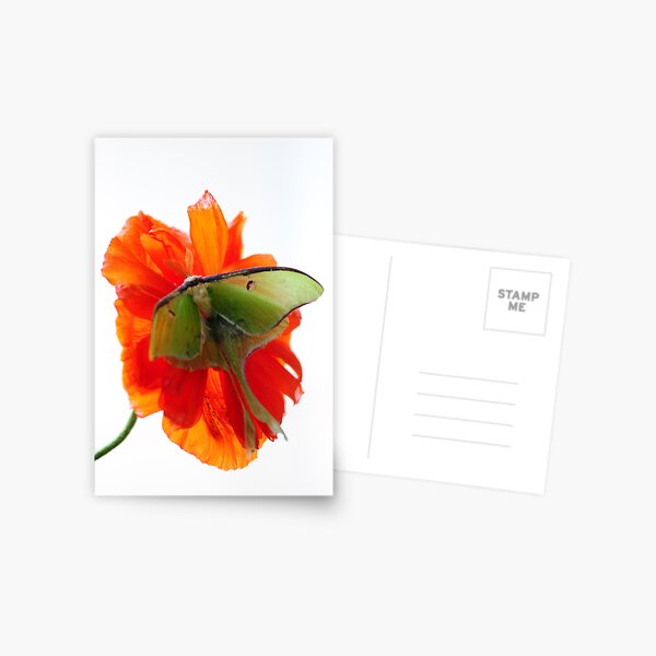 Item preview, Luna Moth poppy high key designed and sold by Randy Branham.