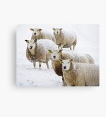 Sheep in snow Metal Print