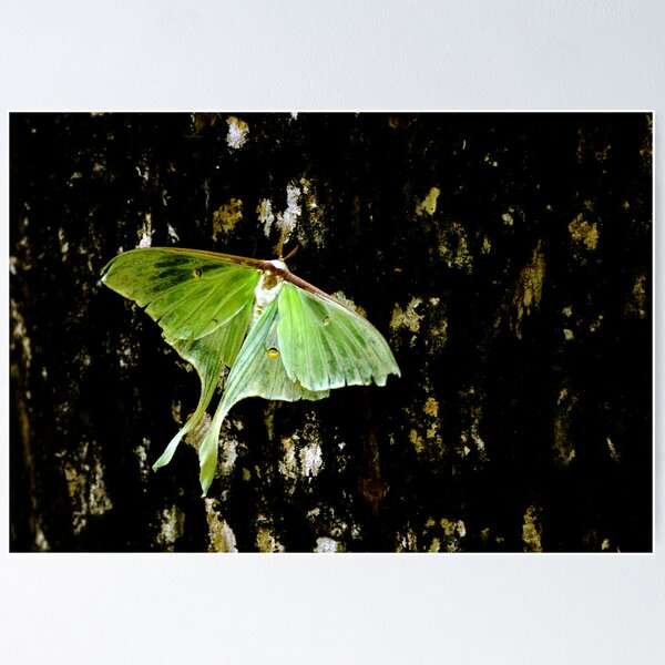 Item preview, Luna Moth on Tree designed and sold by Randy Branham.