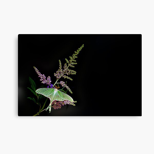 Artikel-Vorschau von 
Actias luna (Linnaeus, designt und verkauft von Randy Branham.