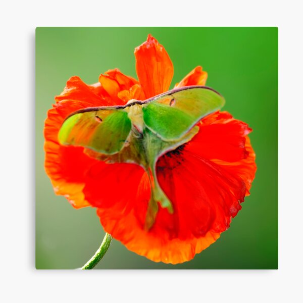 Item preview, Luna Moth poppy orange square format designed and sold by Randy Branham.
