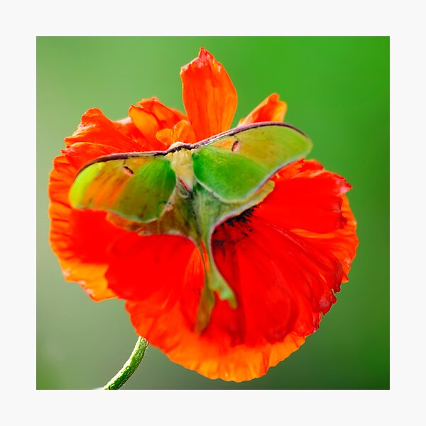 Item preview, Luna Moth poppy orange square format designed and sold by Randy Branham.