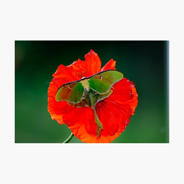 Item preview, Luna Moth Orange Poppy  designed and sold by Randy Branham.