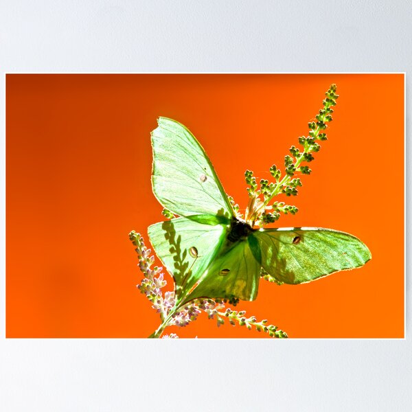 Item preview, Luna Moth on Astilby Flower designed and sold by Randy Branham.