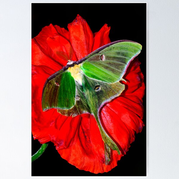 Item preview, Luna Moth poppy flower designed and sold by Randy Branham.