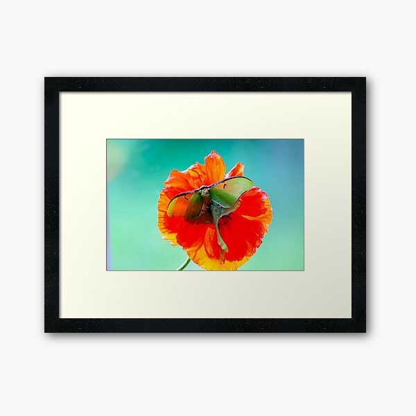Item preview, Luna Moth Orange Poppy  Flower designed and sold by Randy Branham.