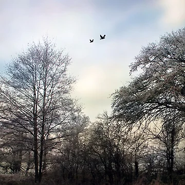 Imagen de la obra Tree Line de Simons41