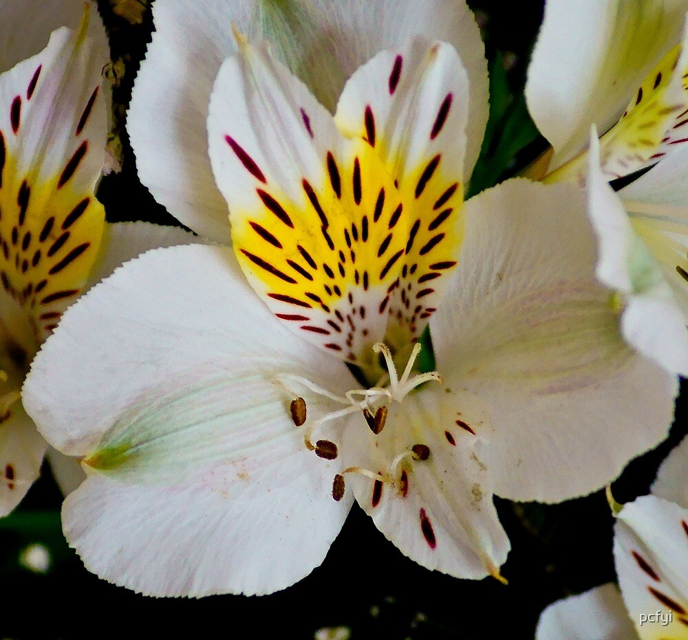 White Tiger Lily Lg By Pcfyi Redbubble   Flat,1000x1000,075,f 