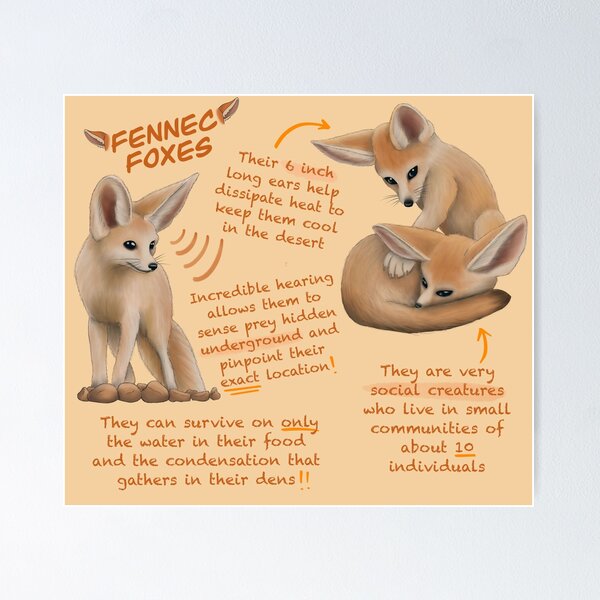 Item preview, Fennec Foxes Fun Facts designed and sold by troyanthonyart.