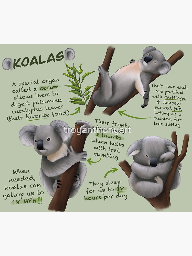 "Koalas Fun Facts" Poster for Sale by troyanthonyart Redbubble