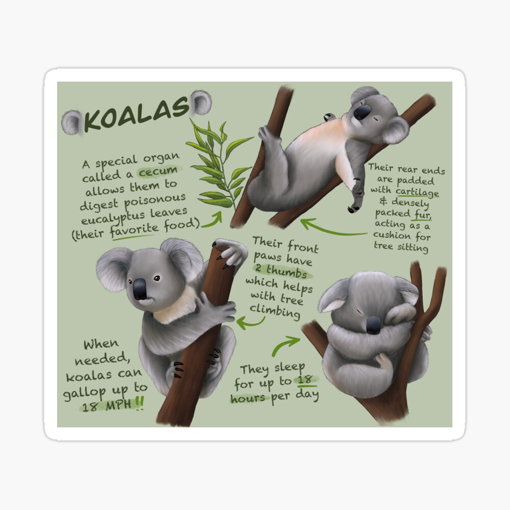 Koala Facts For Kids - Koala Information For Kids