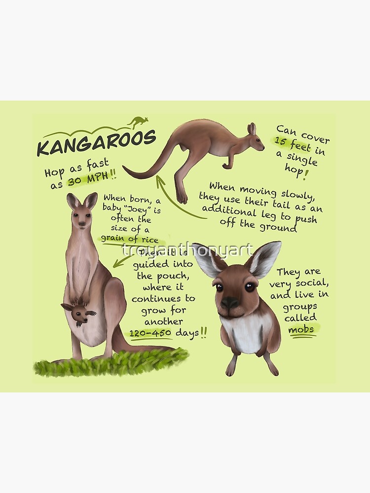 Kangaroos Fun Facts