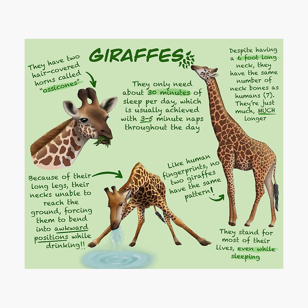 facts-about-giraffes-ubicaciondepersonas-cdmx-gob-mx