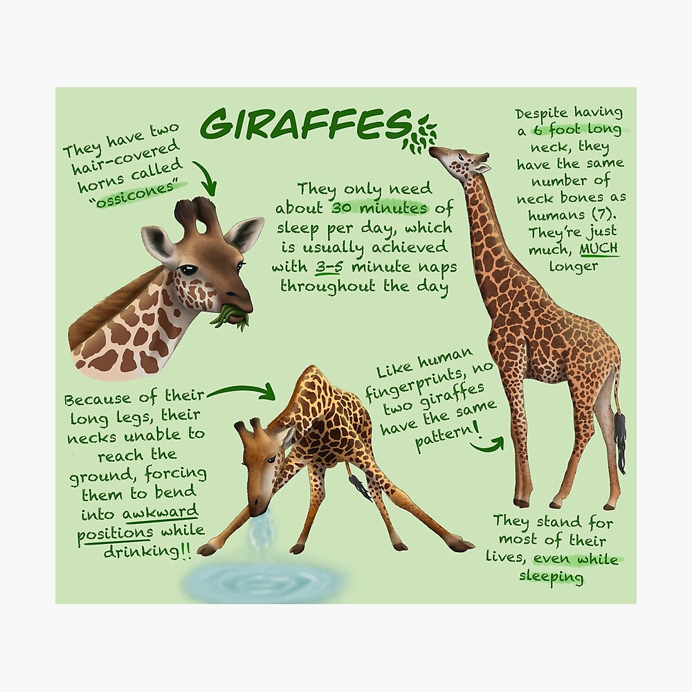 Facts About Giraffes Ubicaciondepersonas cdmx gob mx