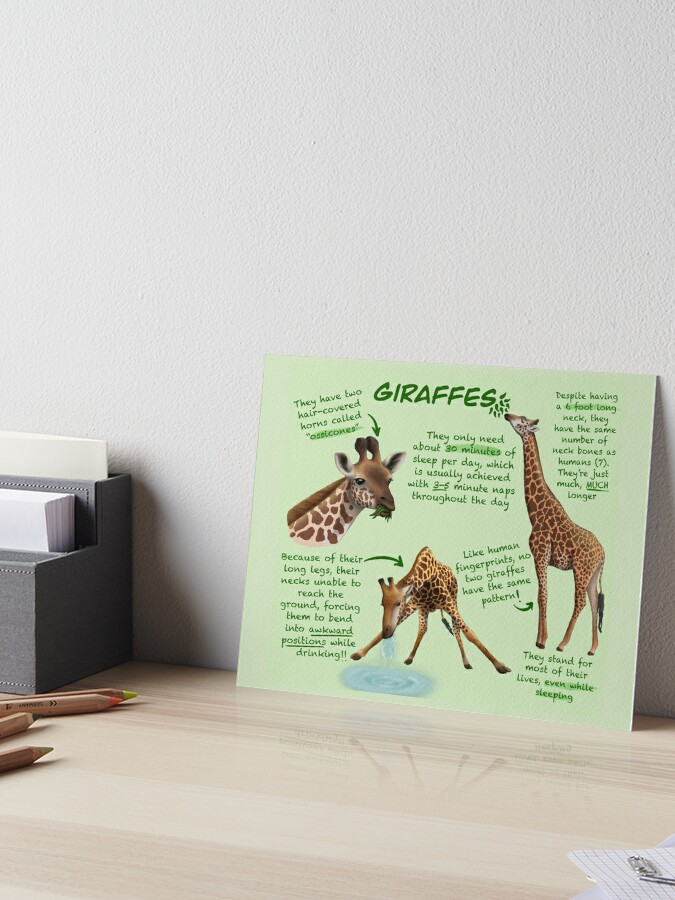 Punch & Score Boards - Craft Giraffe