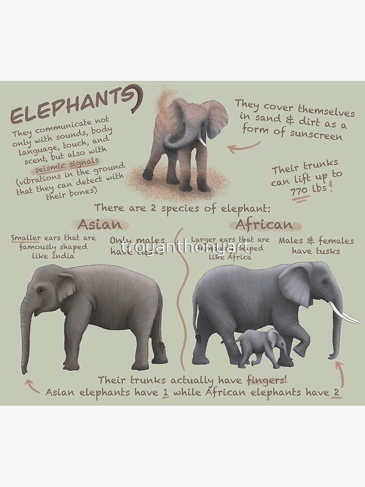 Fun Facts and Trivia About Elephants