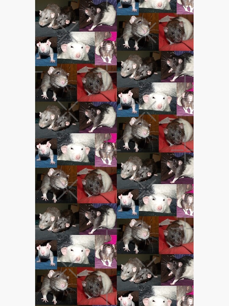 Rats galore by mindgoop