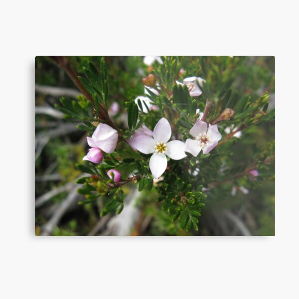 Item preview, Lemon-scented Boronia, Kangaroo Moor at Mount Field designed and sold by PeterJF.