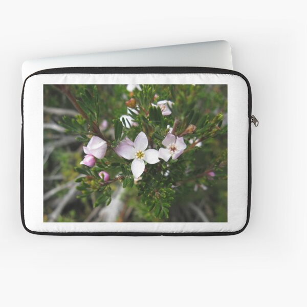 Item preview, Lemon-scented Boronia, Kangaroo Moor at Mount Field designed and sold by PeterJF.